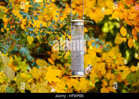 Due cardellini europei (Carduelis carduelis), piccolo giardino inglese uccelli, alimentando ad un birdfeeder in autunno in un giardino nel sud-est dell'Inghilterra Foto Stock