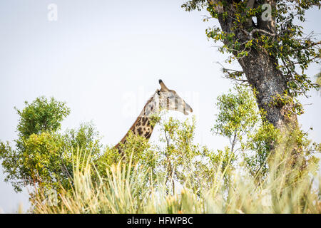 Testa della giraffa meridionale (Giraffa camelopardalis), Camp Sandibe, adiacente alla Moremi Game Reserve, Okavango Delta, il Kalahari, Botswana, Sud Africa Foto Stock