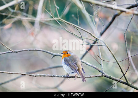 Un soffiato fino a robin europea (Erithacus rubecula) si siede su un ramo sfrondato in inverno a Frensham Laghetto vicino a Farnham, Surrey, Regno Unito Foto Stock