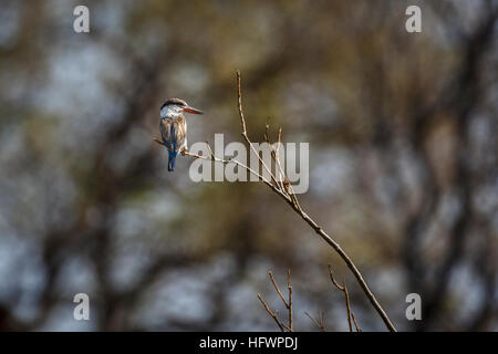 Striped kingfisher (Halcyon chelicuti) appollaiato su un ramo, Nxabega concessione, Okavango Delta, il Kalahari, nel nord del Botswana, Sud Africa Foto Stock