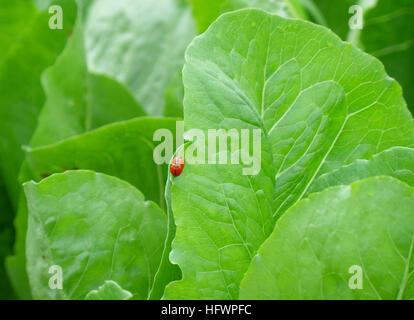 Close-up di due red ladybugs fare l'amore sul bordo di Bright Green leaf Foto Stock