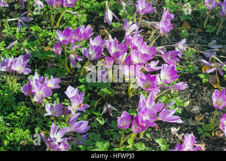 Autunno violetta di crochi blossom su una foresta solare glade. Giornata di sole Foto Stock