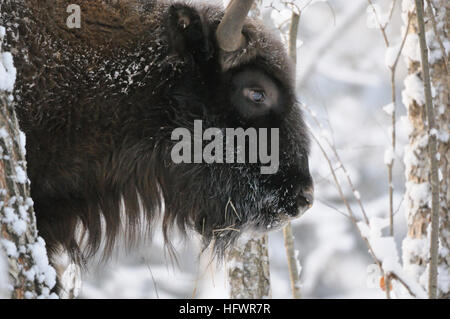 Il bisonte europeo (Wisent, Bison bonasus) in inverno foresta. Parco nazionale di Ugra, regione di Kaluga, Russia. Dicembre, 2016 Foto Stock