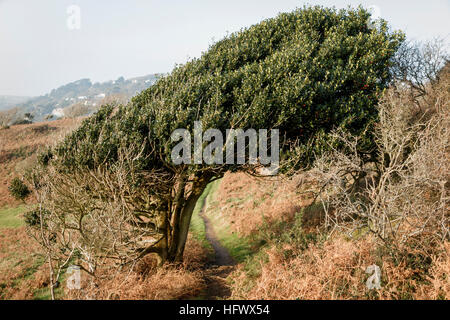 Ventoso holly bush sulla scogliera edge, South Devon Foto Stock