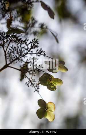 Hydrangea aspera subsp. sargentiana Foto Stock