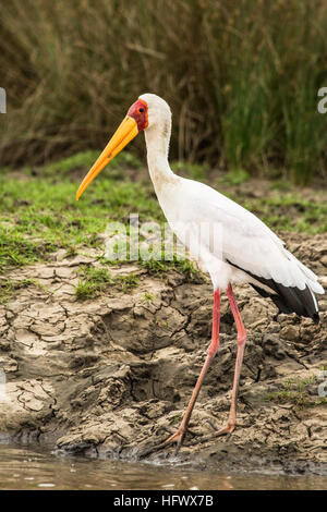 Giallo fatturati Cicogna nel Saadani national park, Tanzania Foto Stock