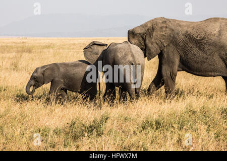 Elefante africano famiglia Foto Stock