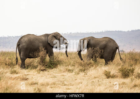 Elefante africano giocando Foto Stock