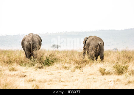 Due paesi africani elephans a piedi nel Serengeti. Tanzania Foto Stock