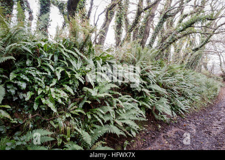 Felci di rivestimento per le banche di un viottolo di campagna nel Devon, inverno Foto Stock