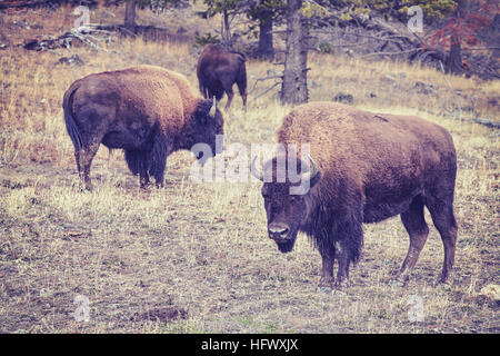 Vintage tonica i bisonti americani (Bison bison) pascolare nel Parco Nazionale di Yellowstone, Wyoming negli Stati Uniti. Foto Stock