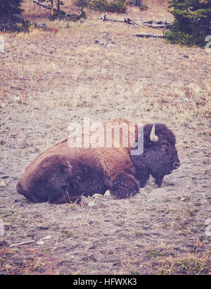 Vintage tonica i bisonti americani (Bison bison) nel Parco Nazionale di Yellowstone, Wyoming negli Stati Uniti. Foto Stock