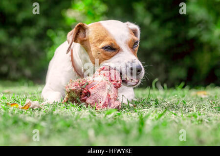 Jack Russell Terrier cane sdraiato su un prato e mangiare un osso grezzo Foto Stock