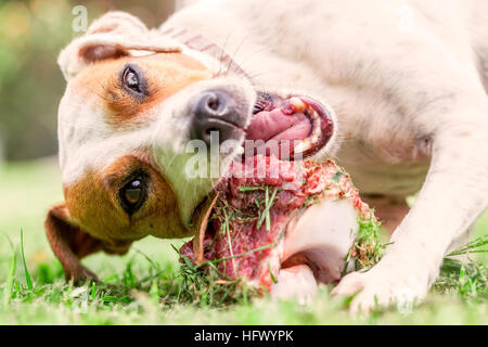 Jack Russell Terrier un cane femmina sdraiati su un prato verde felicemente masticare un grande osso crudo trattenuta tra le sue zampe anteriori Foto Stock