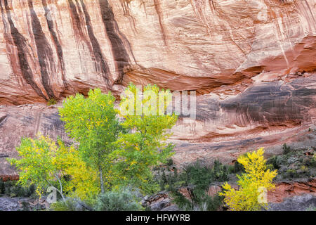 Strisce di deserto linea di vernice sulle pareti con autunno cambiando pioppi neri americani alberi in Arizona Canyon de Chelley monumento nazionale. Foto Stock