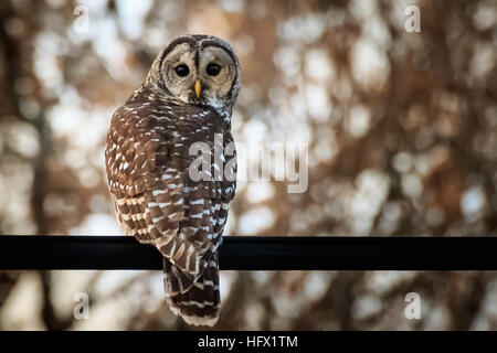 Una diffida sbarrate Owl mantiene a chiudere gli occhi sul fotografo di intrusione Foto Stock