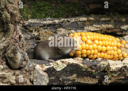 Una banca Vole (Myodes glareolus) con un sulla pannocchia di mais che è mangiare. Foto Stock