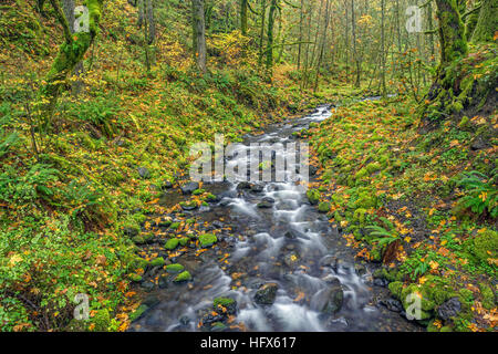 Stati Uniti d'America, Oregon, Columbia River Gorge National Scenic Area, Gorton Creek e il fogliame di autunno con la caduta delle foglie di acero bigleaf. Foto Stock