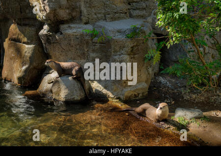 La lontra di fiume (Lutra canadensis) all'High Desert Museum vicino a Bend, Oregon Foto Stock