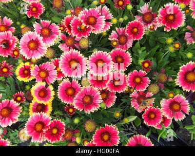 Rosso e giallo Gaillardia aristata 'Sunset Snappy'- blanketflower comune in piena fioritura Foto Stock