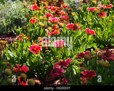 Rosso e giallo Gaillardia aristata 'Sunset Snappy'- blanketflower comune in piena fioritura Foto Stock