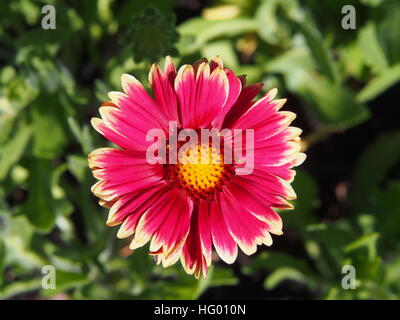 Rosso e giallo Gaillardia aristata 'Sunset Snappy'- blanketflower comune in piena fioritura Foto Stock