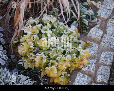 Heuchera (campane di corallo, alumroot) " Marmellata di Lime' con Hakonechloa (Hakone erba), Luzula pilosa 'igel', Gaultheria procumbens Foto Stock