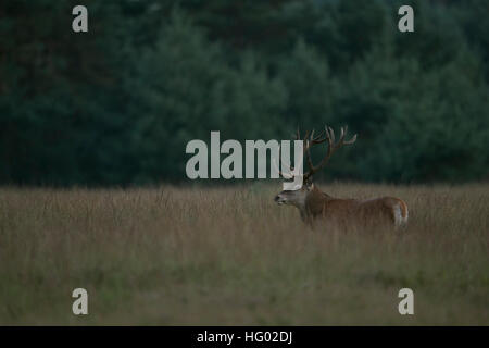 Cervo (Cervus elaphus ), maschio, feste di addio al celibato, Hart, stando in piedi in erba alta, guardando intorno, nel tipico ambiente, terra aperta. Foto Stock