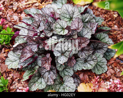 Heuchera 'glitter' - campane di corallo, alumroot Foto Stock