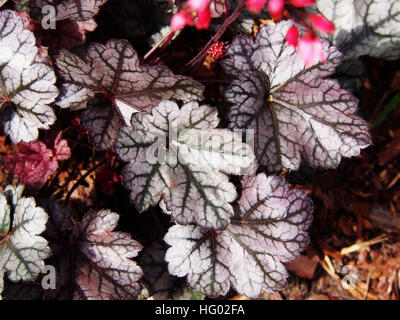 Heuchera 'glitter' - campane di corallo, alumroot Foto Stock