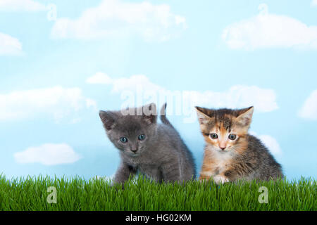 Grigio tabby e tortie calico tabby con erba verde cielo blu con nuvole di sfondo Foto Stock