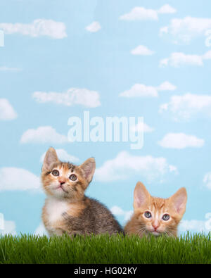 Tre gattini in erba alta con cielo azzurro sfondo bianco soffici nuvole. Guardando verso l'alto. Presentazione verticale con copia spazio sopra Foto Stock