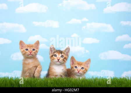 Tre gattini in erba alta con cielo azzurro sfondo bianco soffici nuvole. Guardando verso l'alto. Presentazione orizzontale con copia spazio sopra Foto Stock