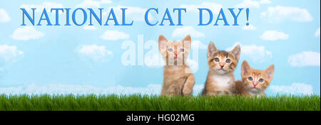 Tre gattini in erba alta con cielo azzurro sfondo bianco soffici nuvole. Guardando in avanti. Banner di dimensioni formato per il popolare social media. Gatto nazionale Foto Stock