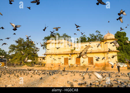 Uomo e un sacco di piccioni in un pomeriggio d'estate. Jaipur, Rajasthan, India Foto Stock