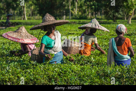 Le donne messe le foglie di tè che indossa gli abiti tradizionali e indossando cappelli di bambù e cesti in una piantagione di tè, Assam, India. Foto Stock