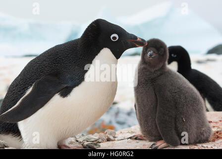 Femmina e chick adelie penguin su il nido Foto Stock