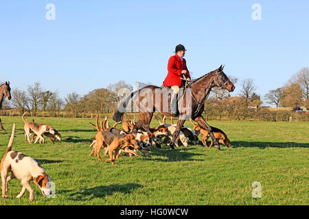 Chorley, Regno Unito. Il 2 gennaio, 2017. La caccia segugi di profumazione in un campo con la caccia, Chorley, 2 gennaio, 2017 © Barbara Cook/Alamy Live News Foto Stock