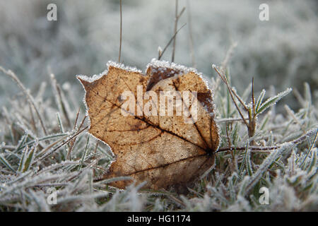 Wimbledon Londra,UK. Il 3° gennaio 2017. Una foglia coperto di brina pesante su Wimbledon Common su una fredda mattina con temperature di congelamento Credito: amer ghazzal/Alamy Live News Foto Stock