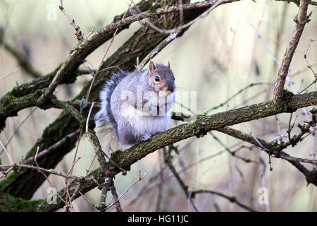Primo piano di una singola seduta di scoiattolo su un ramo di albero Foto Stock