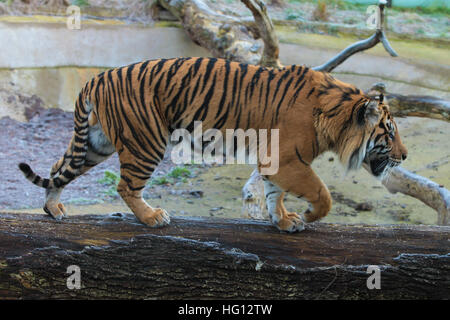 Lo Zoo di Londra, Regno Unito. 3 gennaio, 2017. Jae Jae, la tigre di Sumatra. La casa di più di 800 specie uniche in London Zoo, i custodi del giardino zoologico tenere scorte di ogni invertebrato, uccelli, pesci, mammiferi, rettili e anfibi contando ogni animale nella constatazione annua. La settimana lungo obbligatorio di conteggio è richiesta come parte del London Zoo licenza, i risultati sono registrati e i dati sono condivisi con i giardini zoologici in tutto il mondo per la gestione internazionale dei programmi di allevamento. Credito: Dinendra Haria/Alamy Live News Foto Stock