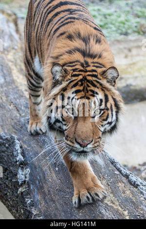 Londra, Regno Unito. 3 gennaio, 2017. Maschio di tigre di Sumatra Jae Jae durante il 2017 constatazione annuale allo Zoo di Londra. Credito: Mark Kerrison/Alamy Live News Foto Stock