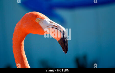 Caraibi flamingo nome latino Phoenicopterus ruber Foto Stock