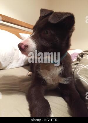 Carino il bianco e il rosso Border Collie cucciolo di cane pet Foto Stock