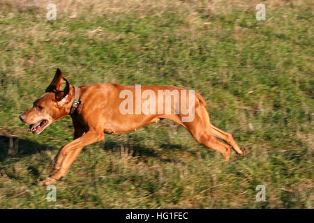 Bellissima femmina vizsla ungherese cane che corre attraverso il pascolo Foto Stock
