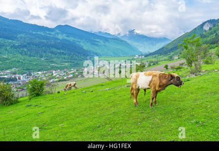 Il toro giovane sfiora sul prato succosa sul pendio di montagna a Mestia, Svaneti superiore, Georgia. Foto Stock
