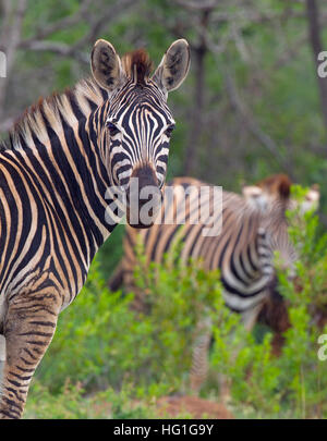 La Burchell zebra Equus quagga burchellii Natal Sud Africa Foto Stock
