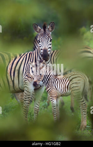 La Burchell zebra (Equus quagga burchellii) Natal Sud Africa Foto Stock