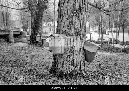 Sap di metallo Benne di raccolta sono montati su un albero di acero da un flusso in una foresta del Vermont per lo sciroppo d'acero industria. Nota neve invernale. Foto Stock