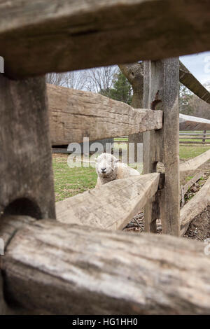 Una pecora guarda fuori da dietro una fattoria in legno recinzione. Foto Stock